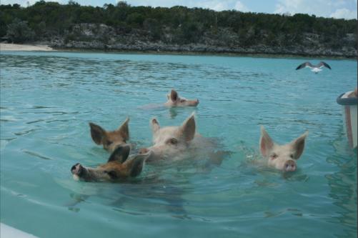 The famous swimming pigs at Stanleys Cays - they are living on the beach - nobody knows how they stranded there. But now they get feeded by everybody and thus, they swim over to the dinghis