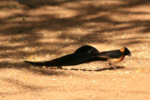 we were lucky that the paradise birds were in mating mood, otherwise they wouldnt have had their amazing tales