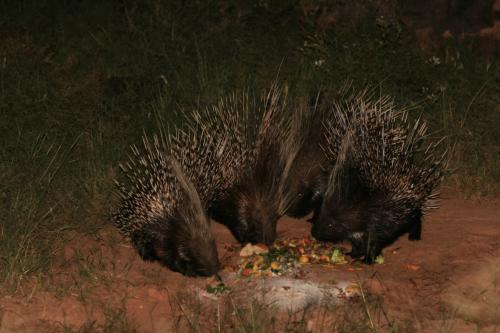 porcupines love being fed
