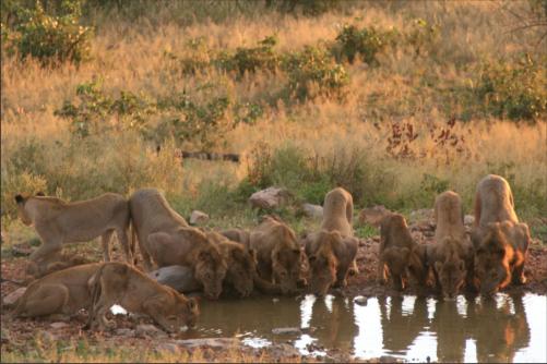 lions thirsty at the privat concession