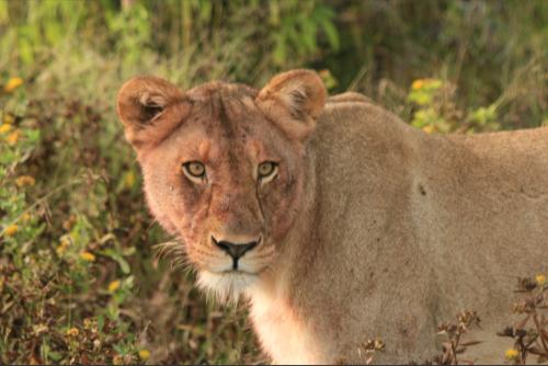 lioness with some "rouge"