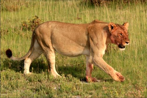 lioness with some "rouge" after a digestive (water)