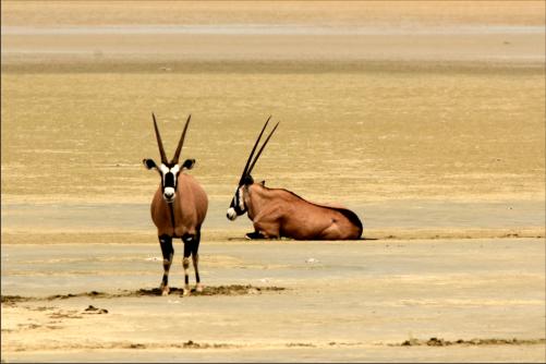 oryx antilope dont need much water. they use a solar system and heat up their body during the day to cope with colder temeratures at night - smart hm?!