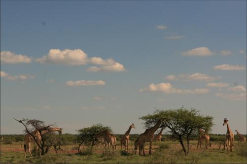 a rarity we think, a bunch of Giraffes at the same place