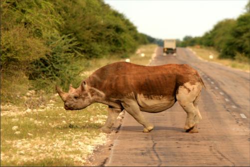 the unexpected happend, black rhino crossing out of the woodland