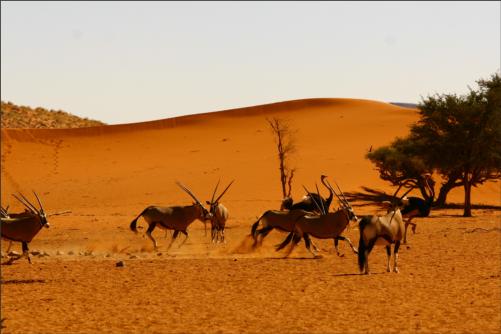 running oryx and ostrich